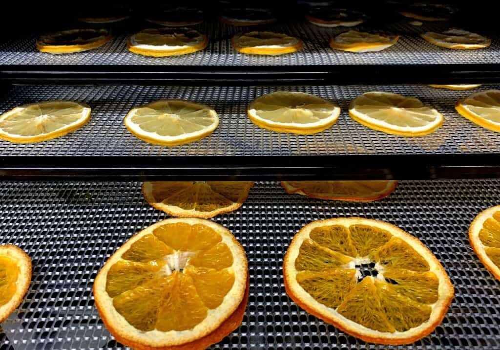 orange slices drying in a dehydrator